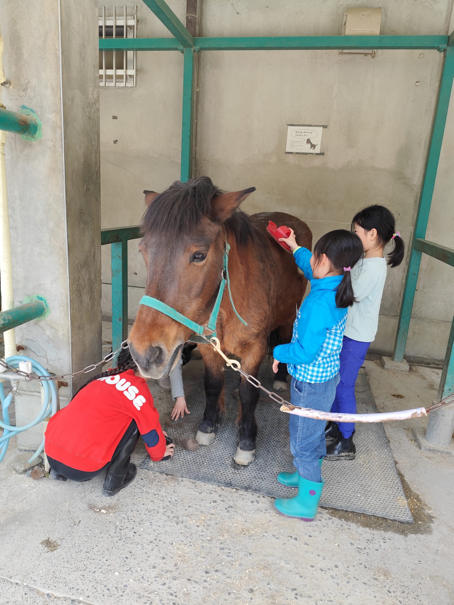 馬のブラッシング体験